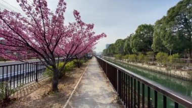 Japonya 'da kiraz çiçekleri, Tokyo