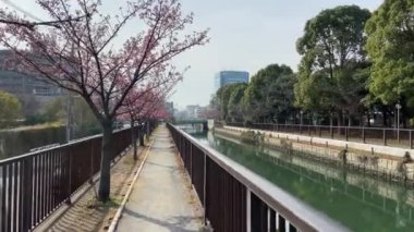 Japonya 'da kiraz çiçekleri, Tokyo