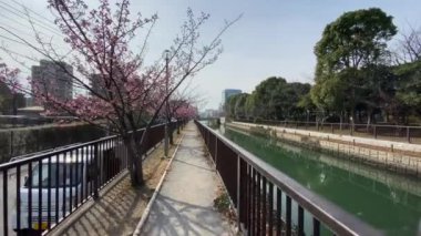 Japonya 'da kiraz çiçekleri, Tokyo