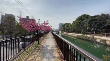 Japonya 'da kiraz çiçekleri, Tokyo