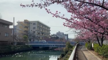 Japonya 'da kiraz çiçekleri, Tokyo