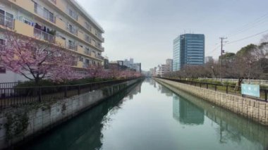 Japonya 'da kiraz çiçekleri, Tokyo