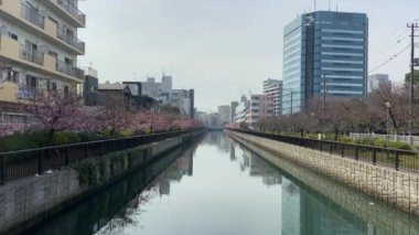 Japonya 'da kiraz çiçekleri, Tokyo
