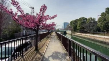 Japonya 'da kiraz çiçekleri, Tokyo