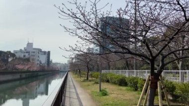 Japonya 'da kiraz çiçekleri, Tokyo