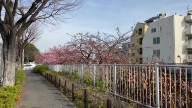Japonya 'da kiraz çiçekleri, Tokyo