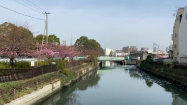 Japonya 'da kiraz çiçekleri, Tokyo