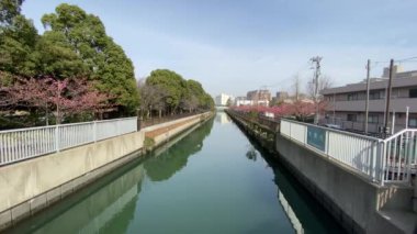 Japonya 'da kiraz çiçekleri, Tokyo