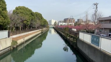 Japonya 'da kiraz çiçekleri, Tokyo