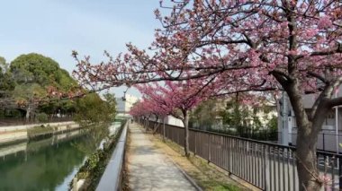 Japonya 'da kiraz çiçekleri, Tokyo