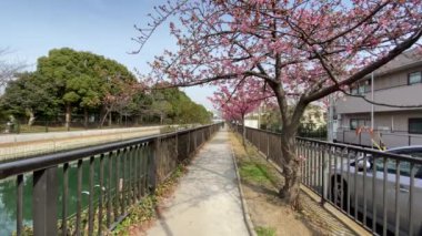 Japonya 'da kiraz çiçekleri, Tokyo