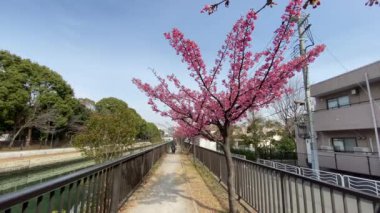 Japonya 'da kiraz çiçekleri, Tokyo