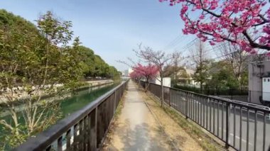 Japonya 'da kiraz çiçekleri, Tokyo