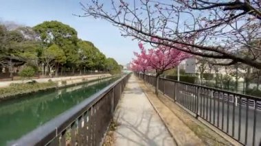 Japonya 'da kiraz çiçekleri, Tokyo
