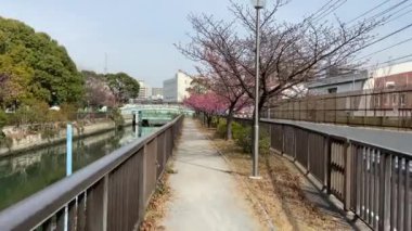 Japonya 'da kiraz çiçekleri, Tokyo