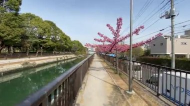 Japonya 'da kiraz çiçekleri, Tokyo