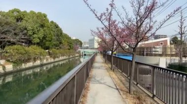 Japonya 'da kiraz çiçekleri, Tokyo