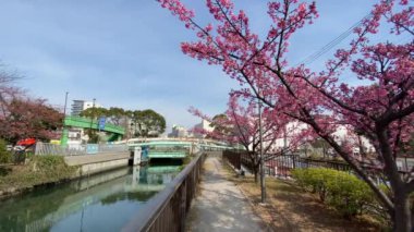 Japonya 'da kiraz çiçekleri, Tokyo