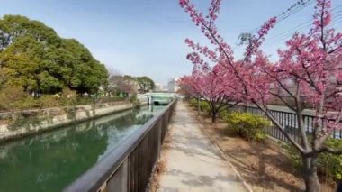 Japonya 'da kiraz çiçekleri, Tokyo