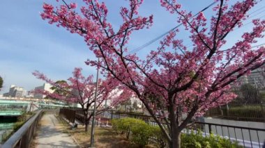 Japonya 'da kiraz çiçekleri, Tokyo
