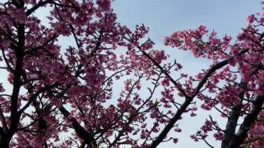 Japonya 'da kiraz çiçekleri, Tokyo