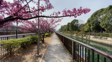 Japonya 'da kiraz çiçekleri, Tokyo