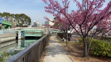 Japonya 'da kiraz çiçekleri, Tokyo