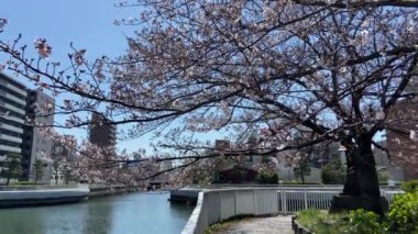 Japonya 'da kiraz çiçekleri, Tokyo