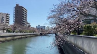 Japonya 'da kiraz çiçekleri, Tokyo