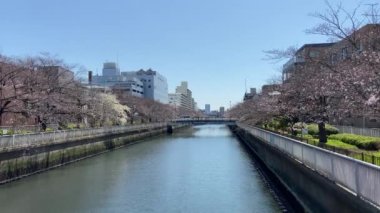 Japonya 'da kiraz çiçekleri, Tokyo