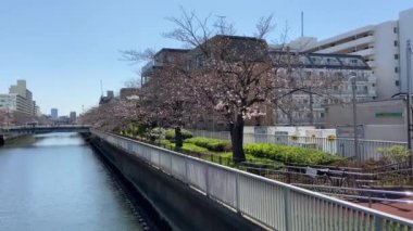 Japonya 'da kiraz çiçekleri, Tokyo