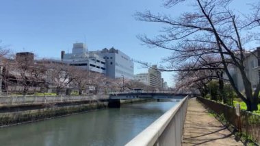 Japonya 'da kiraz çiçekleri, Tokyo