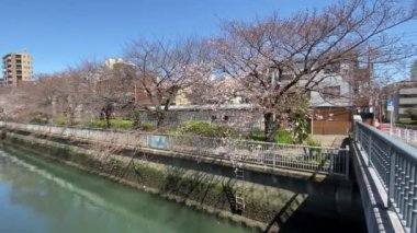 Japonya 'da kiraz çiçekleri, Tokyo