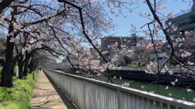 Japonya 'da kiraz çiçekleri, Tokyo