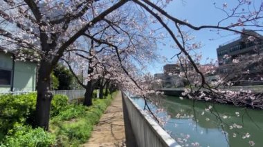 Japonya 'da kiraz çiçekleri, Tokyo