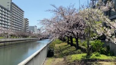 Japonya 'da kiraz çiçekleri, Tokyo