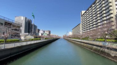 Japonya 'da kiraz çiçekleri, Tokyo