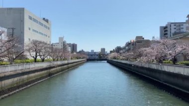 Japonya 'da kiraz çiçekleri, Tokyo