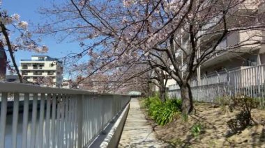 Japonya 'da kiraz çiçekleri, Tokyo