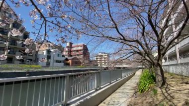 Japonya 'da kiraz çiçekleri, Tokyo