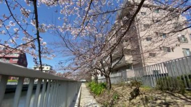 Japonya 'da kiraz çiçekleri, Tokyo