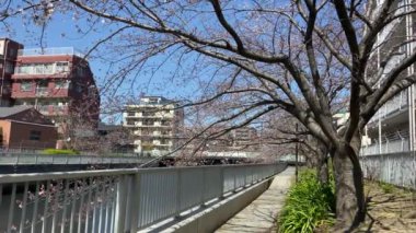 Japonya 'da kiraz çiçekleri, Tokyo