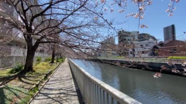 Japonya 'da kiraz çiçekleri, Tokyo