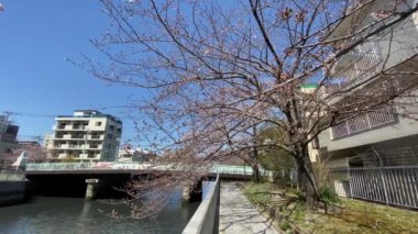 Japonya 'da kiraz çiçekleri, Tokyo