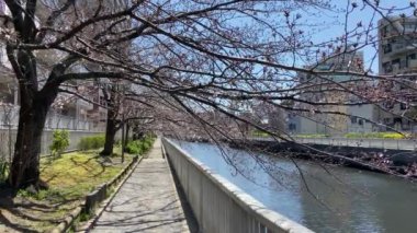 Japonya 'da kiraz çiçekleri, Tokyo