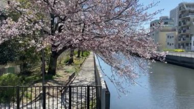 Japonya 'da kiraz çiçekleri, Tokyo