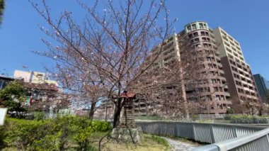 Japonya 'da kiraz çiçekleri, Tokyo