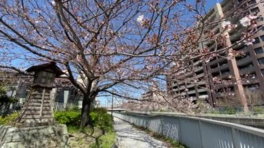 Japonya 'da kiraz çiçekleri, Tokyo