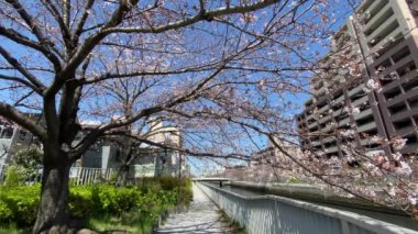 Japonya 'da kiraz çiçekleri, Tokyo