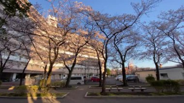 Japonya 'da kiraz çiçekleri, Tokyo